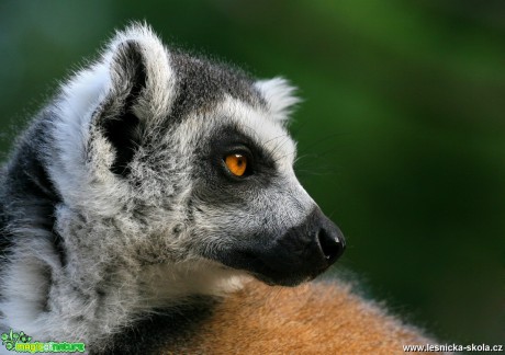 ZOO Praha - Lemur kata - Foto Angelika Špicarová