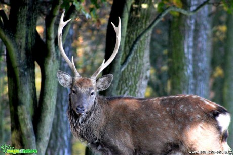 Jelen Dybowského - Foto František Novotný 0218 (1)