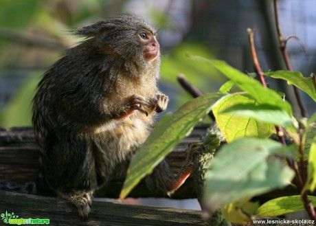 ZOO Děčín - Kosman zakrslý - Foto Angelika Špicarová