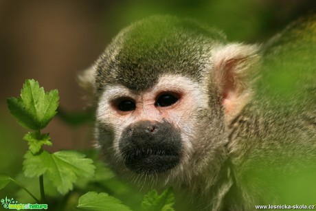 ZOO Děčín - Kotul veverovitý - Foto Angelika Špicarová