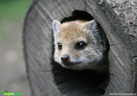 ZOO Děčín - Mangusta liščí - Foto Angelika Špicarová