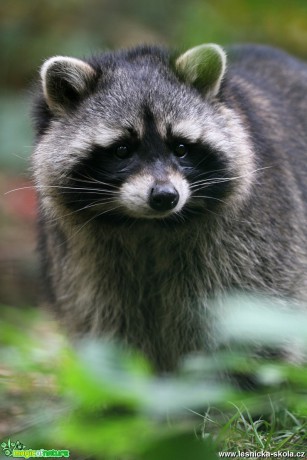 ZOO Děčín - Mýval severní - Foto Angelika Špicarová