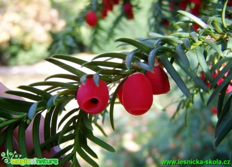 Tis červený - Taxus baccata (1) - Foto David Hlinka