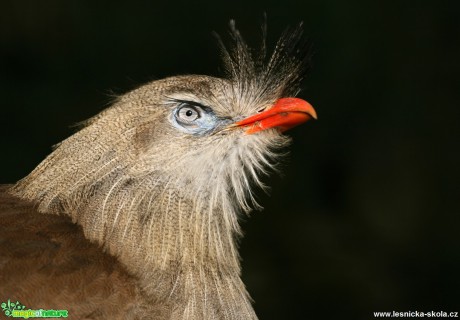 ZOO Děčín - Seriema rudozobá - Foto Angelika Špicarová