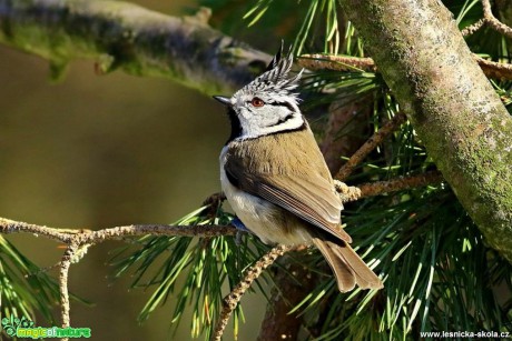 Sýkora chocholatá - Parus xanthogenys - Foto Pavel Balazka 0318