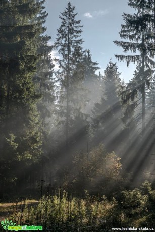 V lesním tichu Šumavském - Foto Petr Germanič 0318