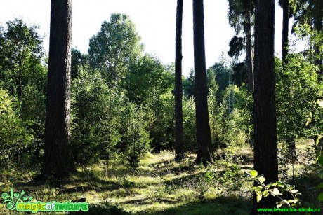 Varnsdorvský les - Foto Karel Kříž