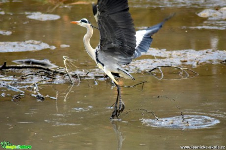 Volavka popelavá - Ardea cinerea - Foto Marie Žďánská 0318