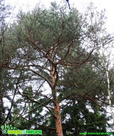 Borovice lesní - Pinus sylvestris - Foto Karel Kříž