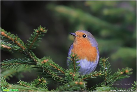 Červenka obecná - Erithacus rubecula - Foto Monika Suržinová 0318