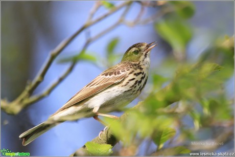 Linduška lesní - Anthus trivialis - Foto Monika Suržinová 0318 (3)