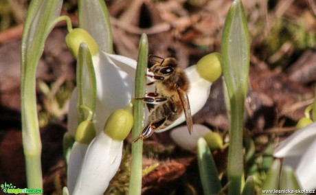 Na prvním jarním nektaru - Foto Ladislav Jonák 0318