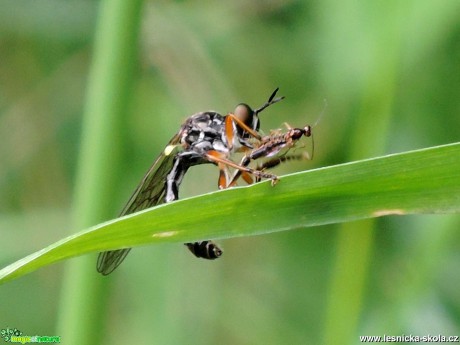 Ze života hmyzu - Foto František Marcín 0318 (4)