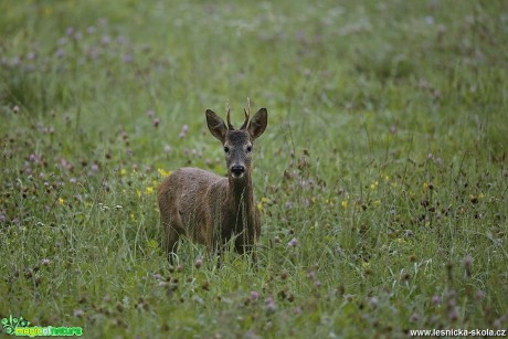 Srnec obecný - Capreolus capreolus - Foto Lukáš Zahrádka 0318