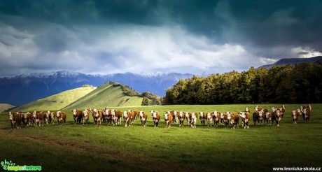 Stádo - Foto Ladislav Hanousek 0318