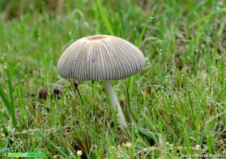 Krása a pestrost houbového světa - Foto MIloslav Míšek 0318 (1)
