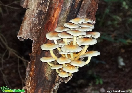 Krása a pestrost houbového světa - Foto MIloslav Míšek 0318 (5)