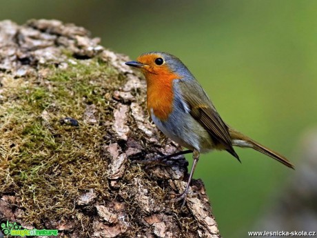 Červenka obecná - Erithacus rubecula - Foto Pavel Balazka 0418 (1)