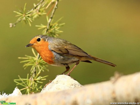 Červenka obecná - Erithacus rubecula - Foto Pavel Balazka 0418 (2)