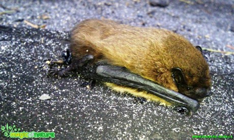 Netopýr hvízdavý - Pipistrellus pipistrellus - Foto Karel Kříž