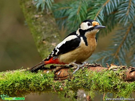 Strakapoud prostřední - Leiopicus medius - Foto Pavel Balazka 0418