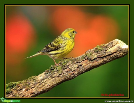 Strnad obecný - Emberiza citrinella - Foto Pavel Balazka 0318