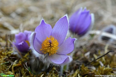 Krásné květy jara - Foto Marie Vykydalová 0418 (4)