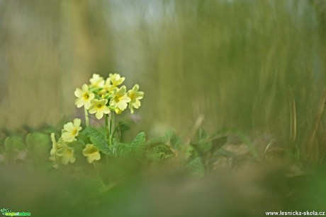 Krásné květy jara - Foto Marie Vykydalová 0418 (5)