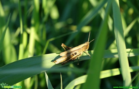 Saranče hnědé - Chorthippus brunneus - Foto Karel Kříž (1)