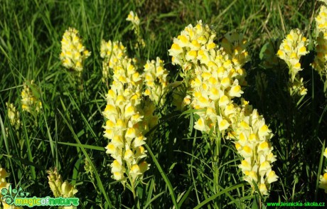 Lnice květel - Linaria vulgaris - Foto Karel Kříž (1)