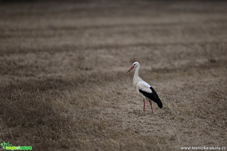 Čáp bílý - Ciconia ciconia - Foto Lukáš Zahrádka 0418 (1)