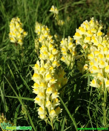 Lnice květel - Linaria vulgaris - Foto Karel Kříž (2)