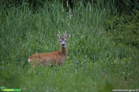 Srnec obecný - Capreolus capreolus - Foto Lukáš Zahrádka 0418