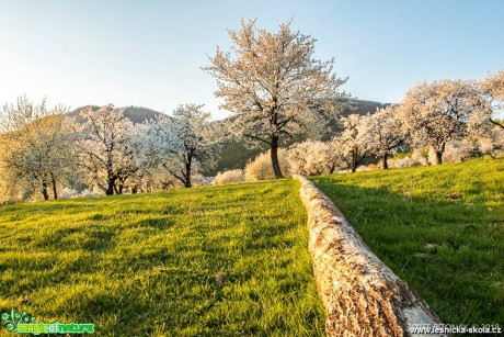 Rozkvetlé stromy slovenských hor - Foto Jozef Pitoňák 0418 (2)