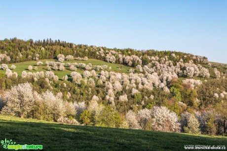 Rozkvetlé stromy slovenských hor - Foto Jozef Pitoňák 0418 (3)