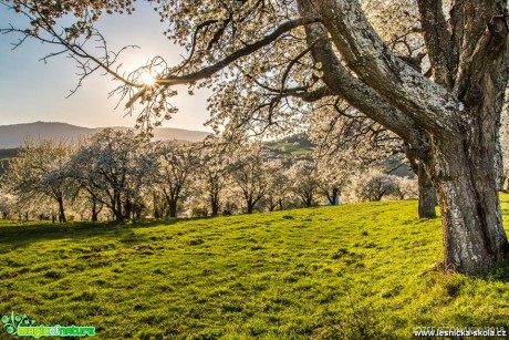 Rozkvetlé stromy slovenských hor - Foto Jozef Pitoňák 0418 (4)