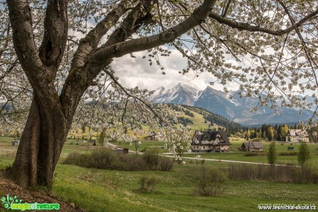 Rozkvetlé stromy slovenských hor - Foto Jozef Pitoňák 0418 (7)