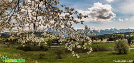 Rozkvetlé stromy slovenských hor - Foto Jozef Pitoňák 0418 (9)