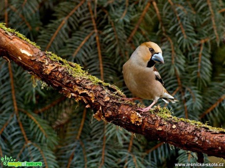 Dlask tlustozobý - Coccothraustes coccothraustes - Foto Pavel Balazka 0418 (2)