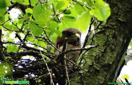 Káně lesní - Buteo buteo - Foto Karel Kříž