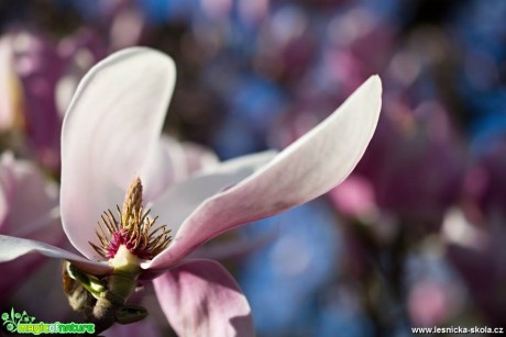 Květy magnólie - Foto Marie Vykydalová 0418 (1)