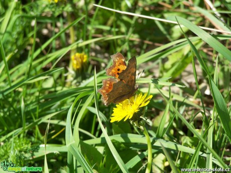 Babočka bílé c  -  Foto Marie Žďánská 0418