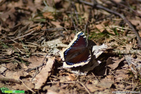 Babočka osiková  -  Foto Marie Žďánská 0418 (1)