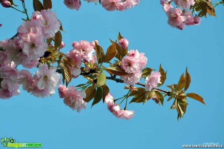Jarní květy - Foto Pavel Ulrych 0418 (3)