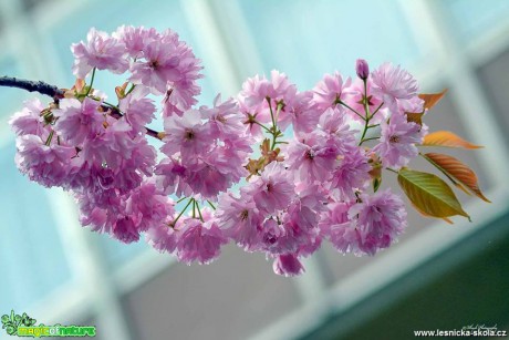 Jarní květy - Foto Pavel Ulrych 0418 (4)