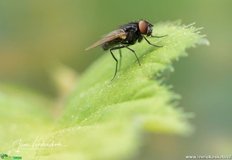 Pohled do hmyzího světa - Foto Jana Vondráčková 0418 (1)
