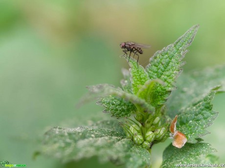 Pohled do hmyzího světa - Foto Jana Vondráčková