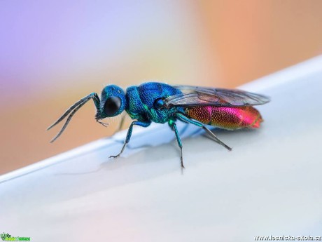 Pohled do hmyzího světa - zlatěnka ohnivá - Foto Jana Vondráčková 0418