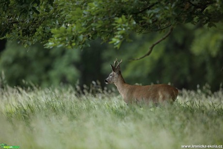 Srnec obecný - Capreolus capreolus - Foto Lukáš Zahrádka 0518 (1)