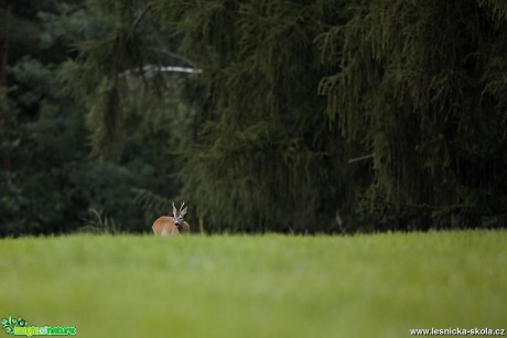 Srnec obecný - Capreolus capreolus - Foto Lukáš Zahrádka 0518